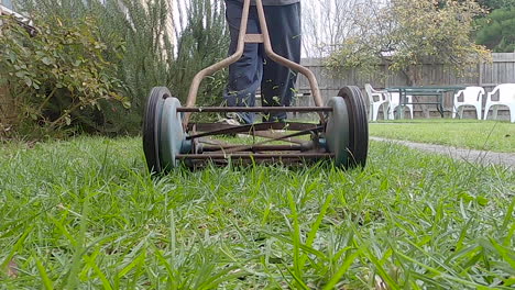 old push antique lawnmower cutting the grass next to a rosemary bush in slow motion