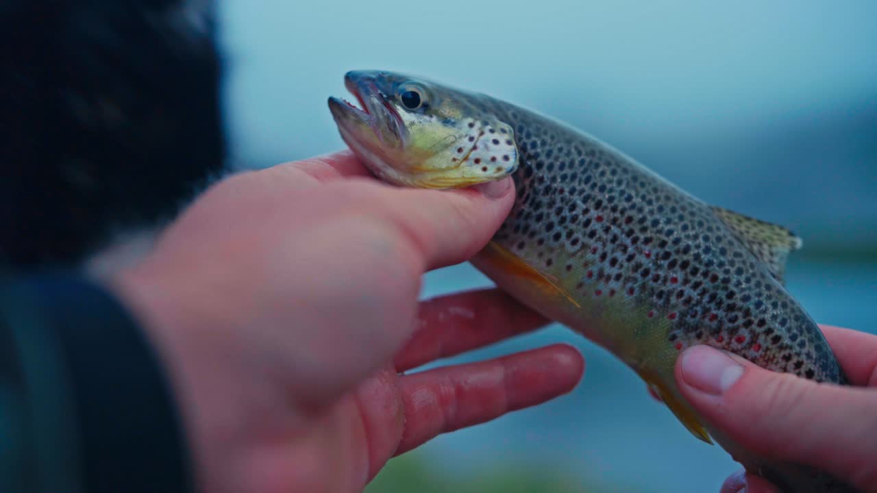 Man Holding Freshly Caught Fish - Close Up