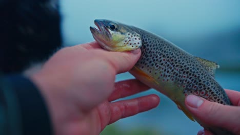 man holding freshly caught fish - close up