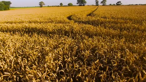 Drone-Flying-Over-Cornfield