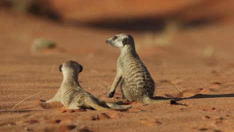 two suricate sitting upright in the red sand of the kgalakgadi transfrontier park.