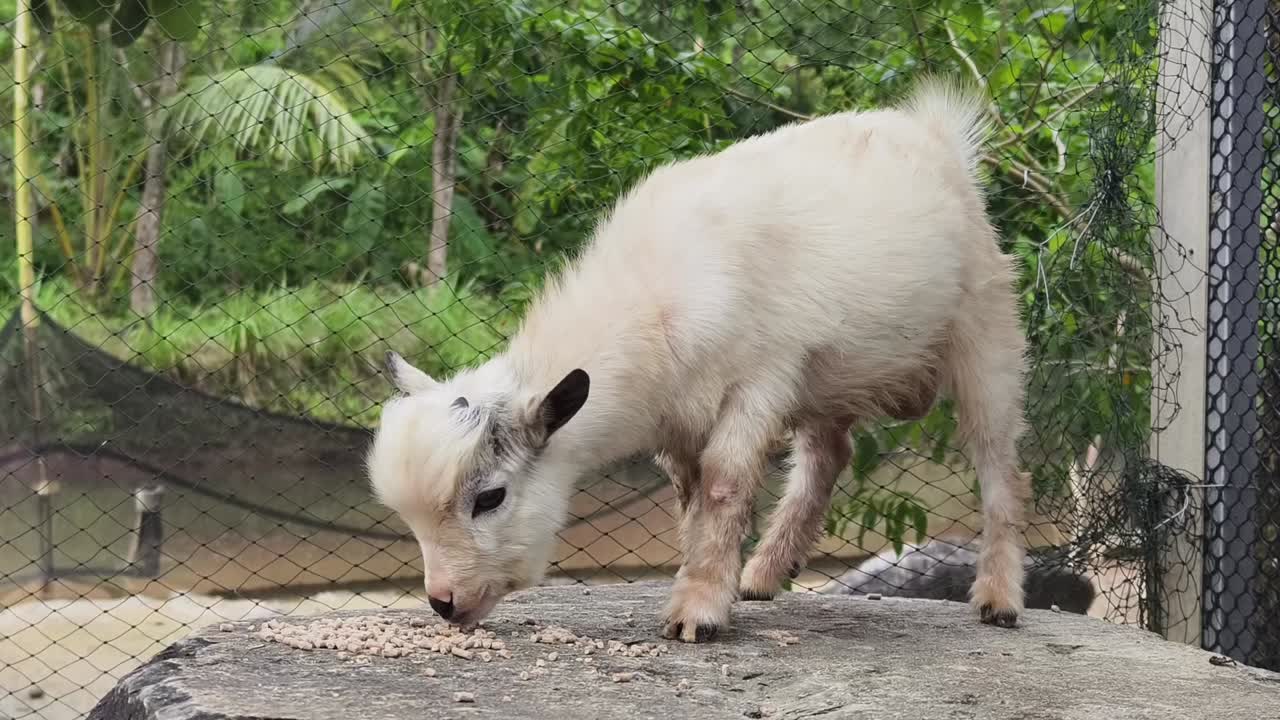 아기 염소 먹는 것