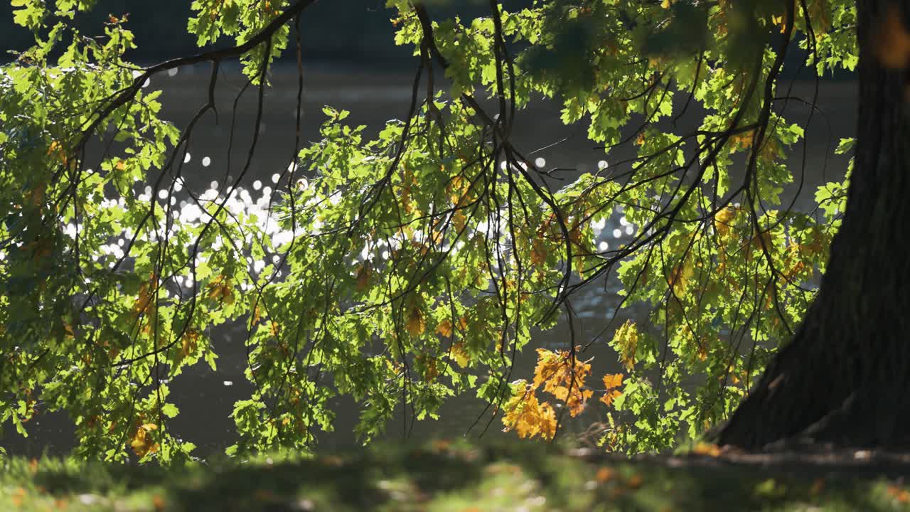 Autumn Oak Tree by the River