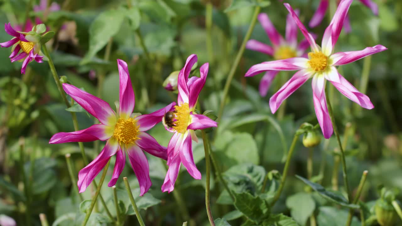 A bee collects nectar and pollen from vibrant pink flowers in a lush garden setting