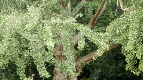 maidenhair tree, ginkgo biloba