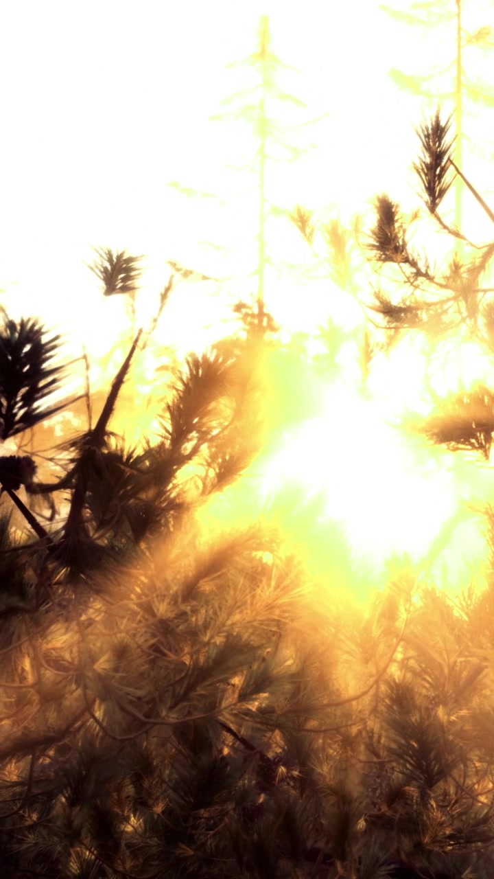 Sunlight shines through trees in a forest during the morning hours