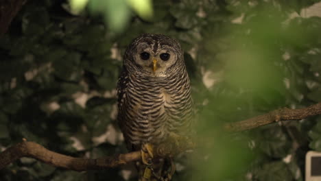 Captive-Chaco-owl-perching-and-gazing-on-a-tree-branch