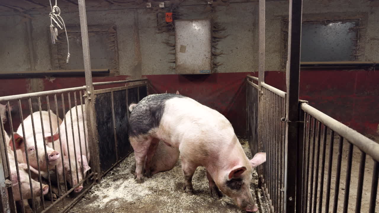 Boar and sow mating in natural breeding inside pig farm pen, rustic barn with metal enclosures and straw bedding, authentic farm livestock scene