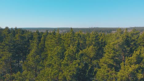 Malerische-Hohe-Kiefern-In-Grüner,-Dichter-Waldantenne