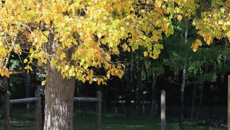 autumn colors on a beautiful tree canon r