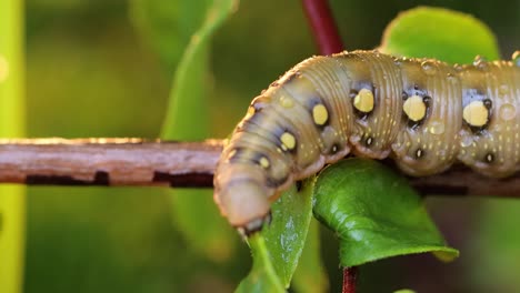 caterpillar bedstraw hawk moth crawls on a branch during the rain. caterpillar (hyles gallii) the bedstraw hawk-moth or galium sphinx, is a moth of the family sphingidae.