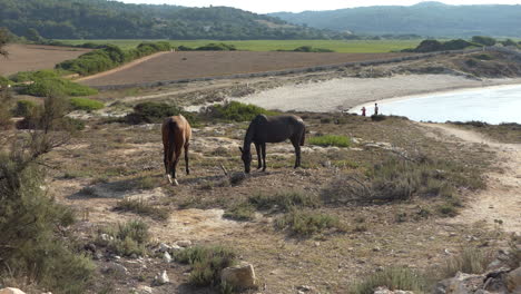 Caballos-Alimentándose-Cerca-De-La-Costa-De-La-Isla-De-Menorca,-El-Mar-Y-El-Campo-Al-Fondo