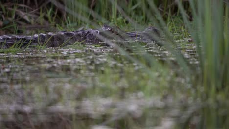follow shot of yacaré caiman gliding through the waters of iberá national park, corrientes, argentina