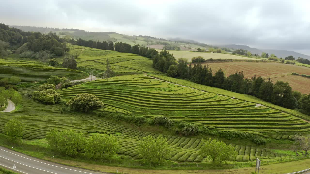 Piantagione di tè Chá Gorreana nelle verdi colline delle Azzorre, ripresa aerea con zoom