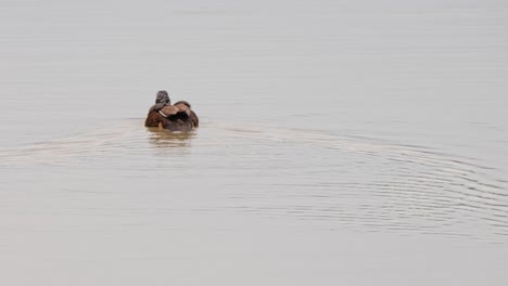 Vom-Rücken-Aus-Gesehen-Schwimmt-Die-Weißflügelente-Asarcornis-Scutulata-In-Richtung-Der-Mitte-Des-Sees,-Thailand