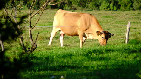vaca de jersey pastando en un campo exuberante enmarcado por árboles