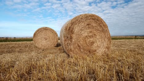 round hay bails fresh from harvest in the