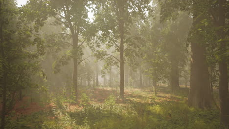 misty forest path