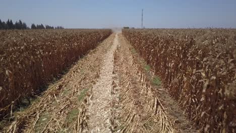 cornfield harvest with combine harvester