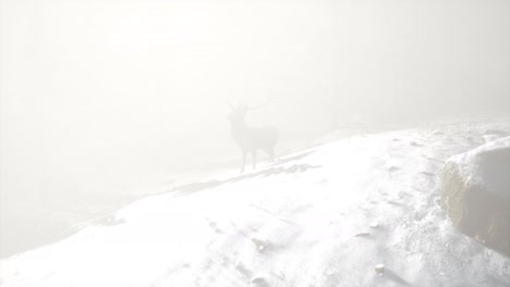 Proud-Noble-Deer-Male-in-Winter-Snow-Forest