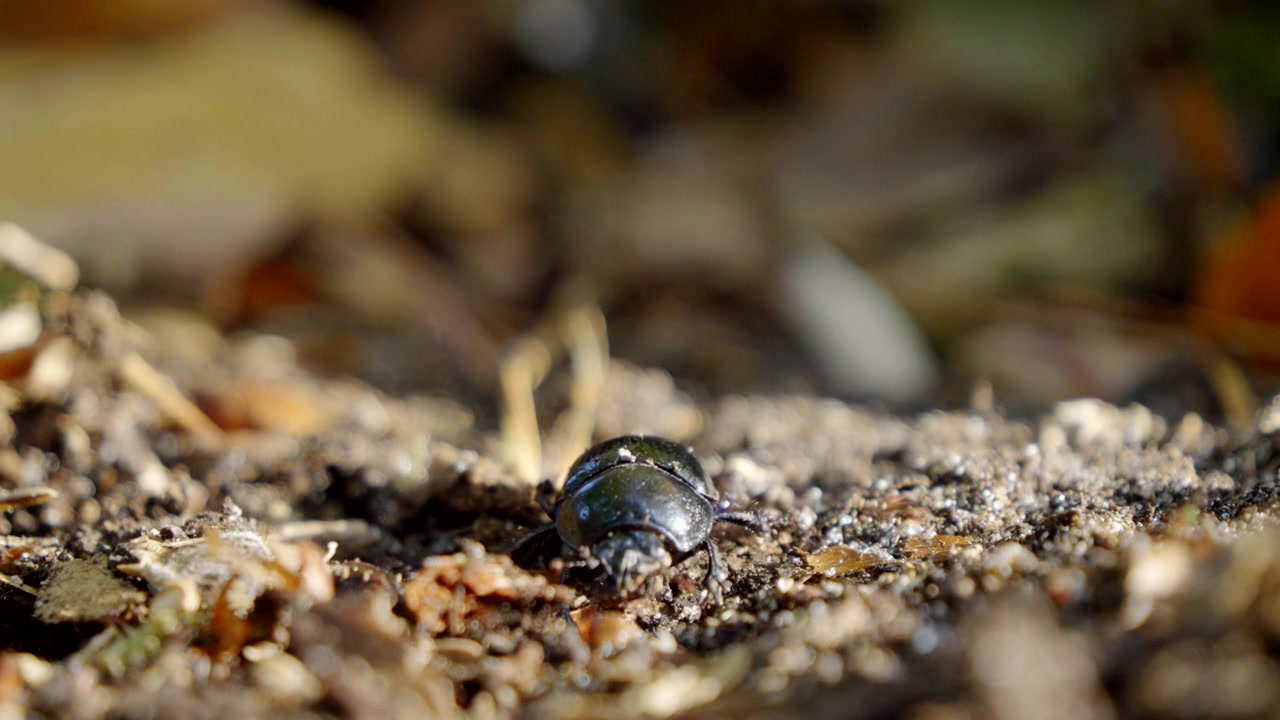 Een close-up van een boskever (Pterostichus melanarius) die door het bosstrooisel loopt