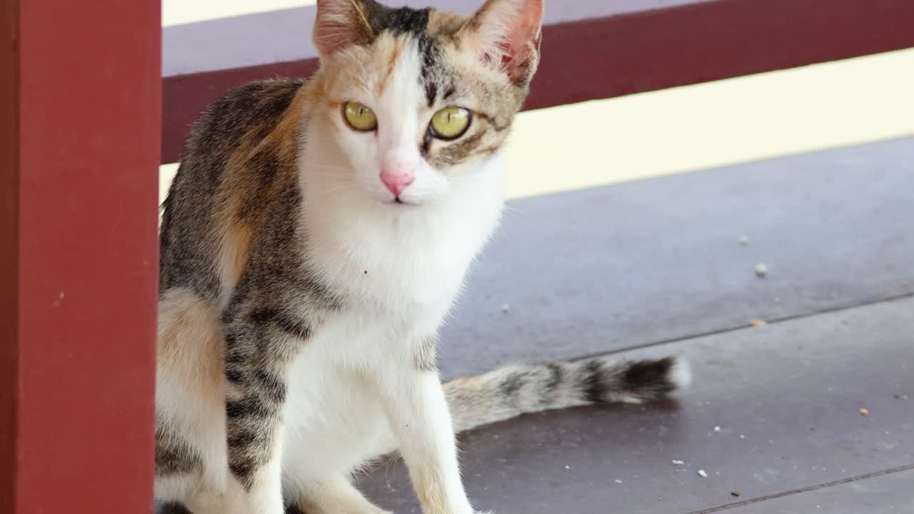 고양이가 걸어다니며 호기심을 가지고 주변을 둘러보고 있습니다.