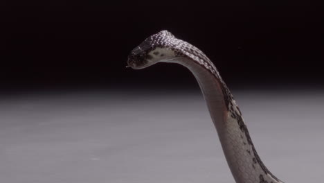 spitting cobra slow motion expelling venom