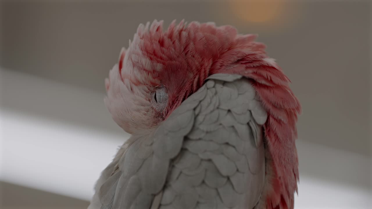 Un cacatua galah cerca di dormire appollaiato all'interno di un bar per uccelli in Giappone, circondato da uccelli invisibili e rumore costante, evidenziando stress, sovraffollamento e problemi di benessere degli animali