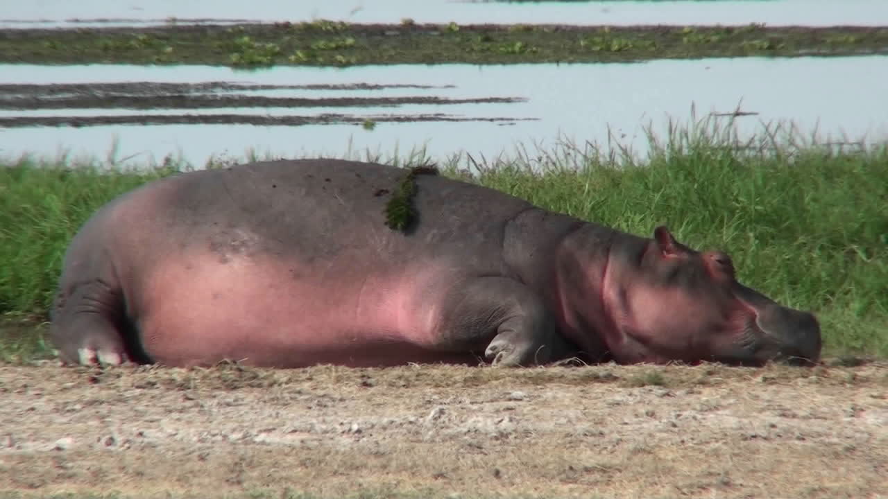 아프리카의 물웅덩이에서 잠든 하마