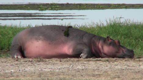 a hippo asleep by a watering hole in africa