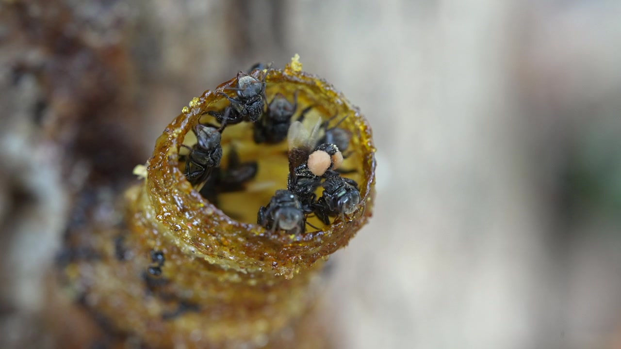 Un Video Macro di Api Senza Pungiglione che Entrano ed Escono dal Loro Tubo d'Ingresso di Cera che Conduce alla Loro Colonia di Api all'Interno del Tronco d'Albero