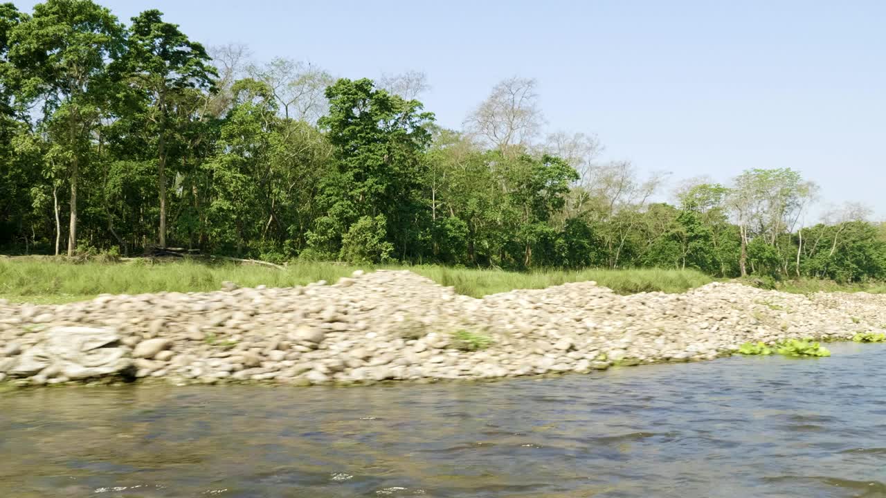 bosque tropical en el parque nacional de chitwan, nepal.
