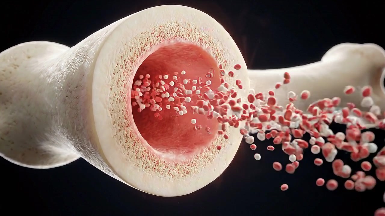 Cutaway bone showing marrow cavity and internal porous tissue in science view