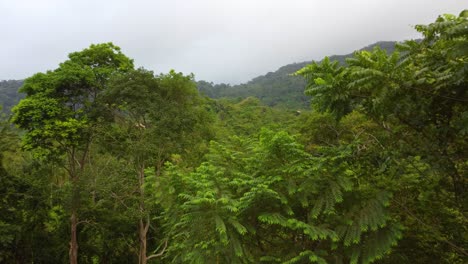 Día-Ventoso-En-Santa-Marta-Con-Hojas-De-Palma-Balanceándose-Y-Exuberante-Vegetación-En-El-Fondo