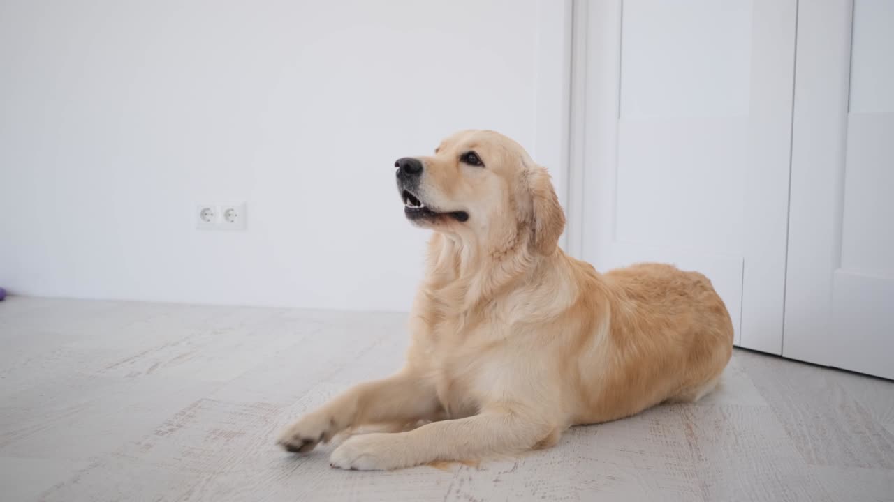 밝은 방 에 누워 있는 골든 리트리버