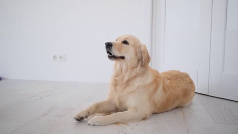 golden retriever lying in bright room