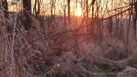 puesta de sol en el bosque
