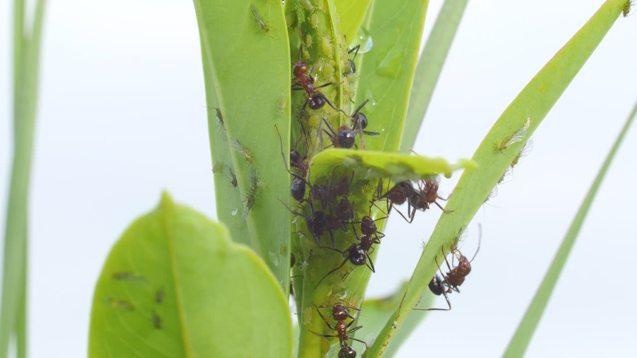 Hormigas protegiendo y cultivando pulgones para recolectar secreciones ricas en azúcar, cuidando y