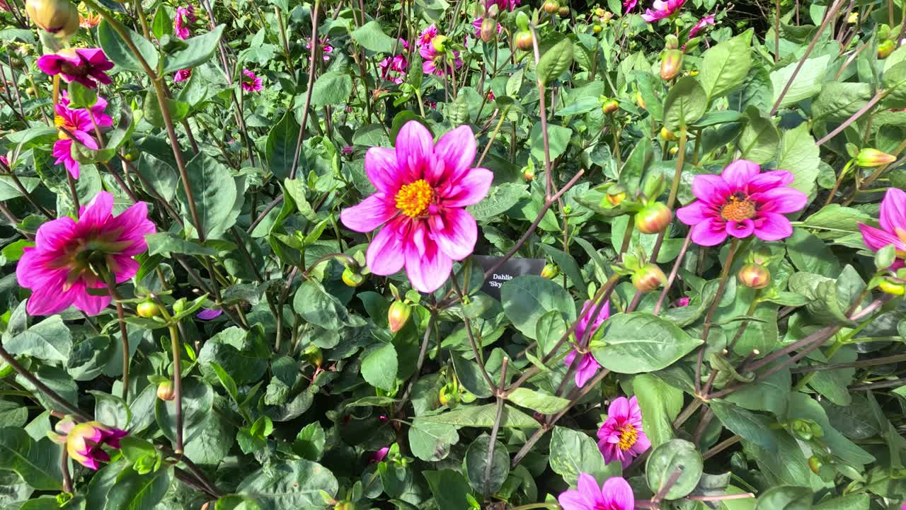 Vibrant pink Dahlia flowers sway gently in daylight within a lush botanical garden. Natural sunlight, minimal camera movement, and a lively outdoor atmosphere