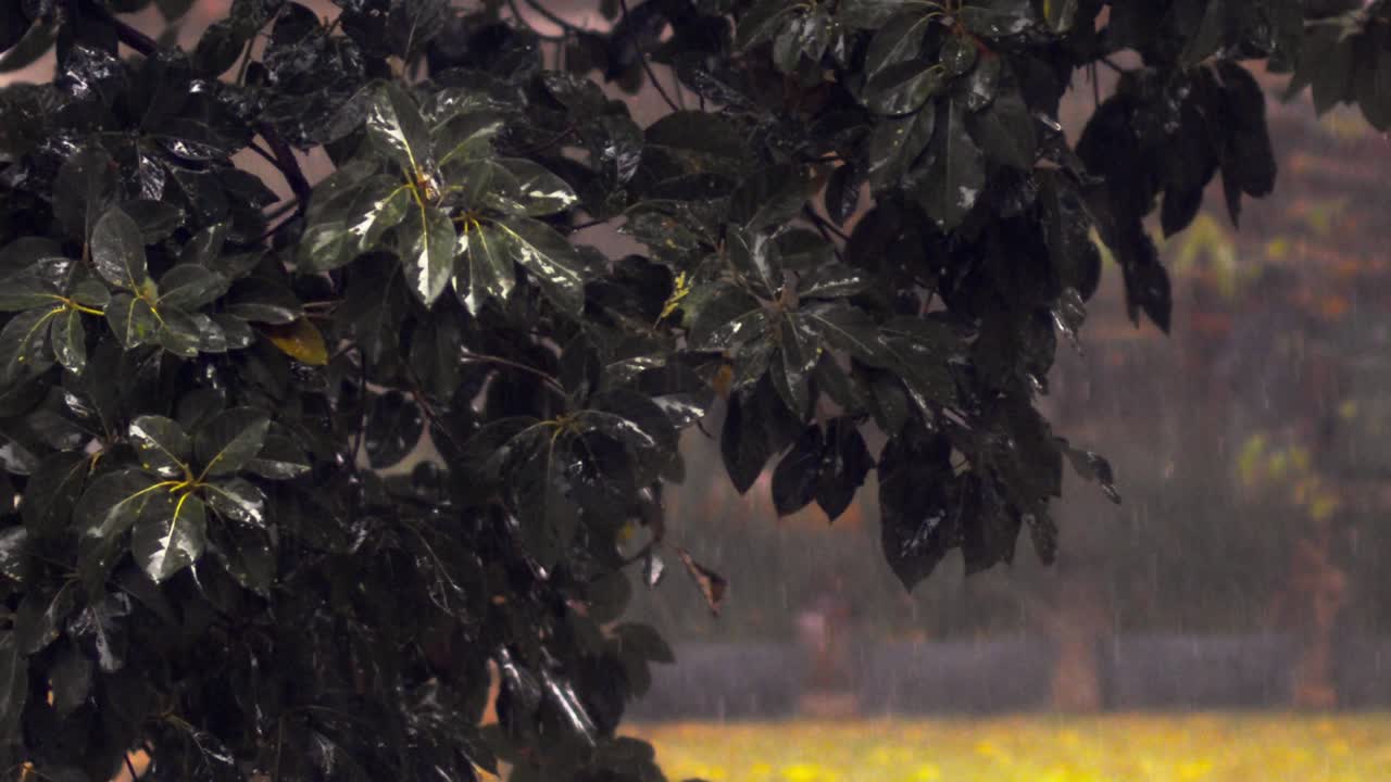 A green bush in the rain through which many drops fall from the leaves and in the background the heavy rainfall