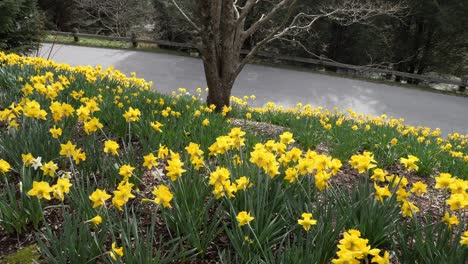 Narcisos-En-Flor-En-Los-Terrenos-De-La-Casa-Biltmore-En-Asheville,-Carolina-Del-Norte