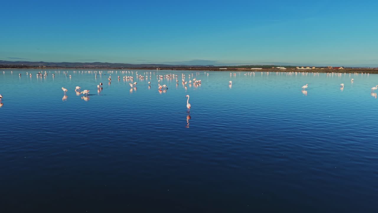 Flamingos gather in shallow water under clear blue sky in afternoon