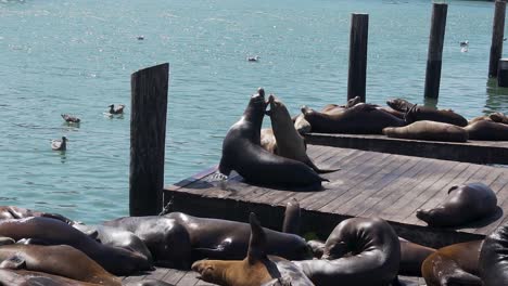 Leones-Marinos-Peleando-Por-Un-Lugar-En-Un-Piso-De-Madera-En-El-Muelle-39,-San-Francisco,-Ee.uu.