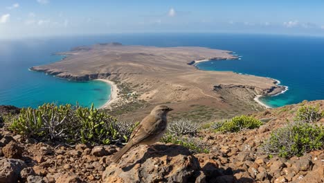 A breathtaking view showcasing an isolated island along with a close-up of a bird perched on rocky terrain, capturing nature&#039;s beauty and diverse wildlife