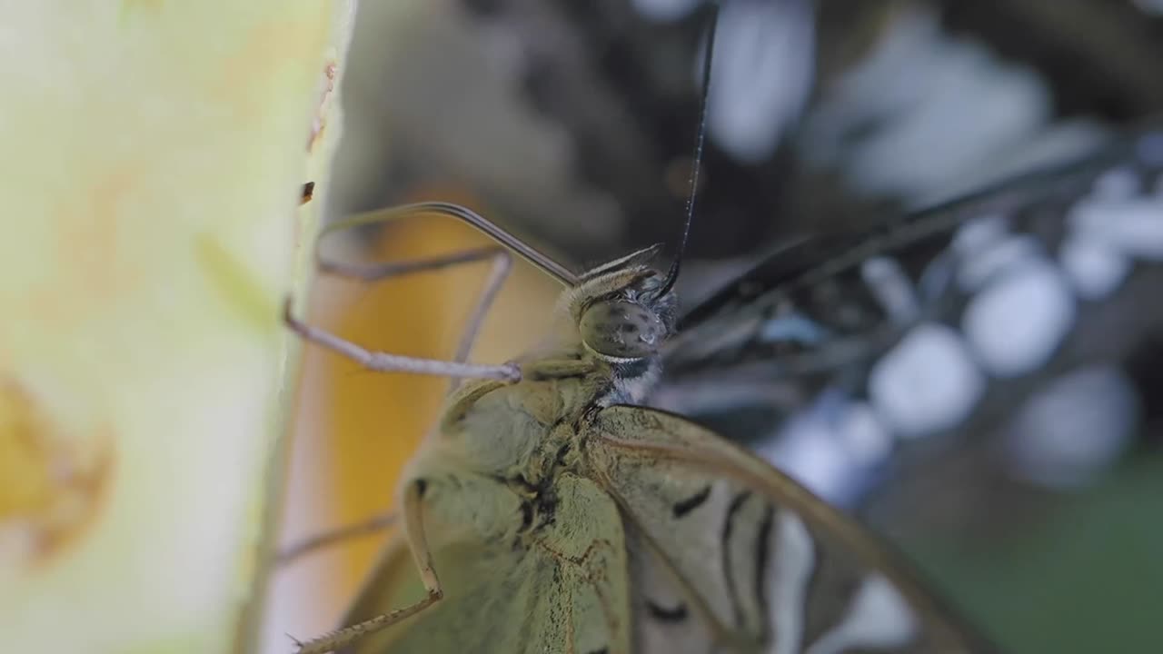 un primer plano de una mariposa