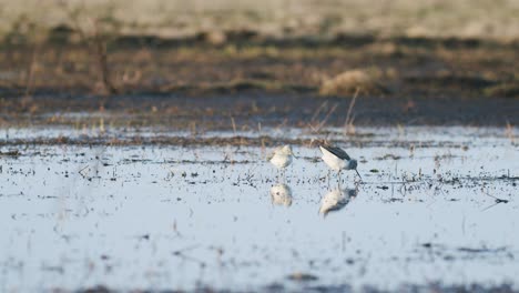 alimentación de archibebe común durante la migración de primavera humedales de pradera inundada