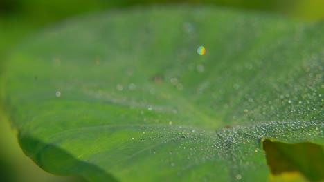 Morgentau-Fiel-Auf-Blatt