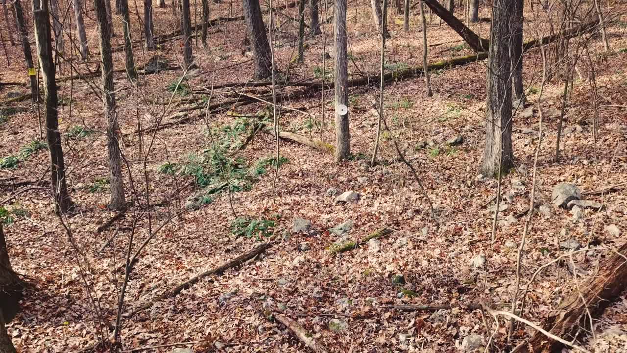 Tiro a segno contro il tronco di un albero nel bosco. Inquadratura con zoom indietro.