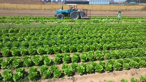 Aerial-Shot-Of-Tractor-at-Cabbage-Field-at-Sdot-Negev-Israel