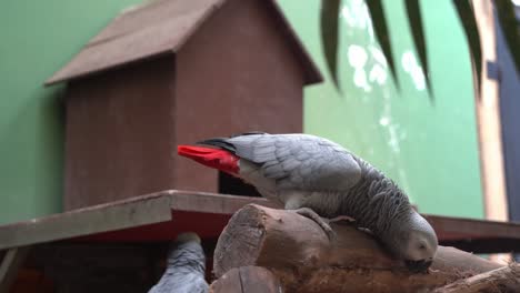 Kongo-Afrikanischer-Graupapagei,-Psittacus-Erithacus-Bückt-Sich-Und-Starrt-In-Die-Kamera,-Wischt-Seinen-Schnabel-Am-Holz-Ab-Und-Geht-Langsam-Im-Langkawi-Wildlife-Park,-Malaysia,-Handbewegungsaufnahme-Weg